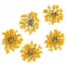 Tørket blomster for negledekorasjon, MollyLac Yellow thumbnail