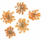 Tørket blomster for negledekorasjon, MollyLac Orange thumbnail