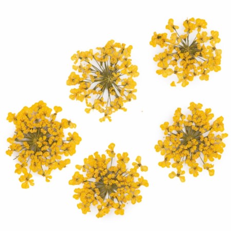 Tørket blomster for negledekorasjon, MollyLac Yellow