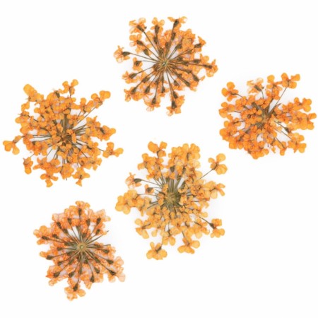 Tørket blomster for negledekorasjon, MollyLac Orange